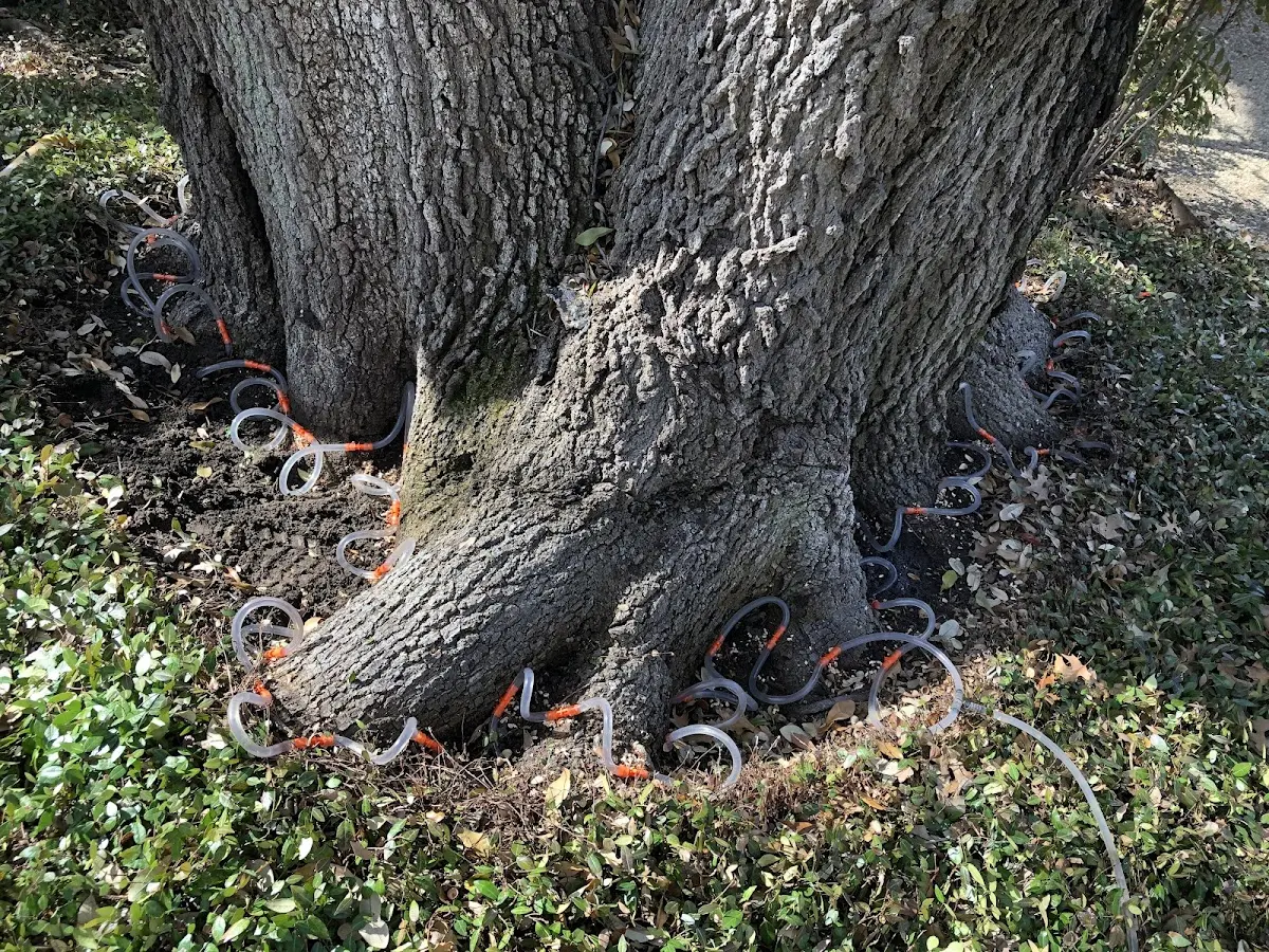 Detailed Tree Cabling and Bracing job site in Canones
