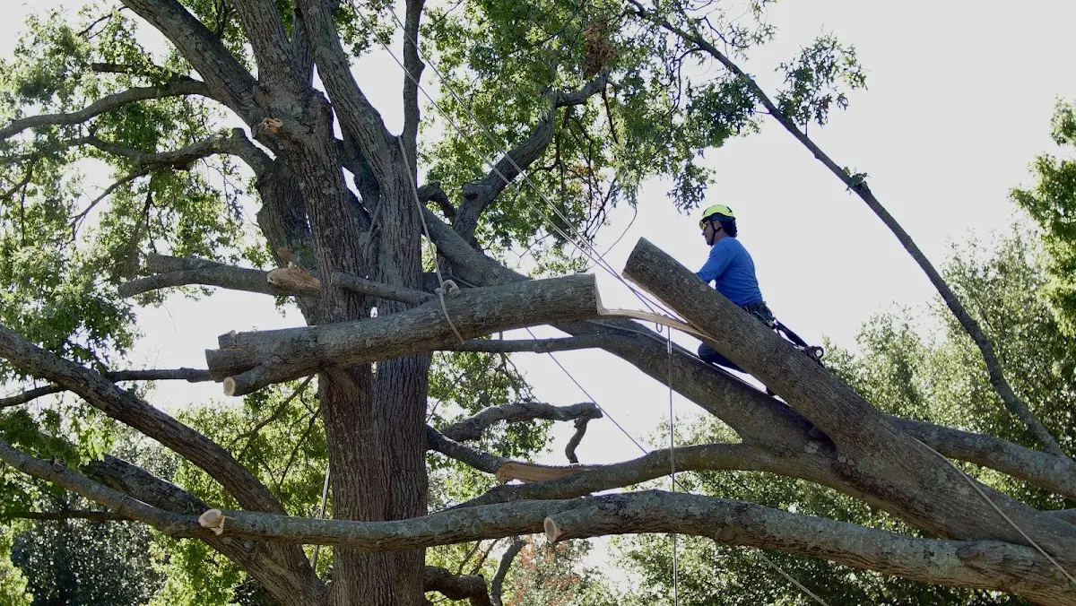 Professional Crown Thinning performed by certified arborists in Canones