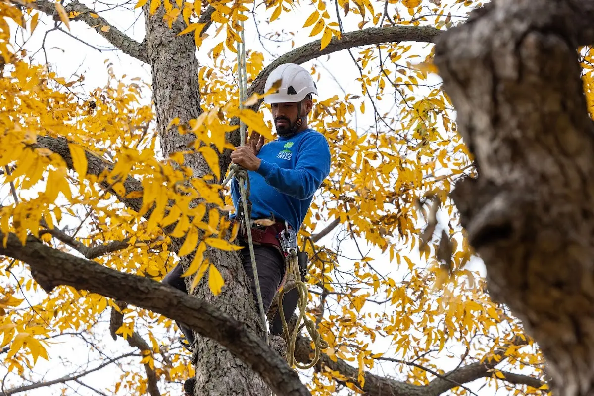Skilled Storm Damage Cleanup crew working in Canones