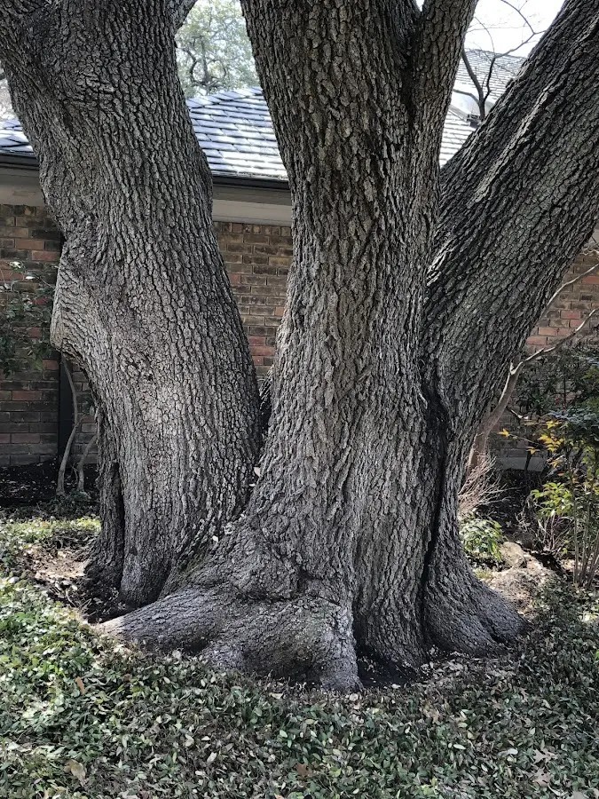 Mature heritage tree close to a Canones property cared for by certified arborists